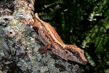 Höckerkopfgecko // New Caledonia Bumpy Gecko (Rhacodactylus auriculatus)