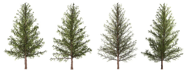 Set of 4 pine trees separated from the background with high quality graphic effects, suitable as graphic design materials, landscape decoration, and printing products