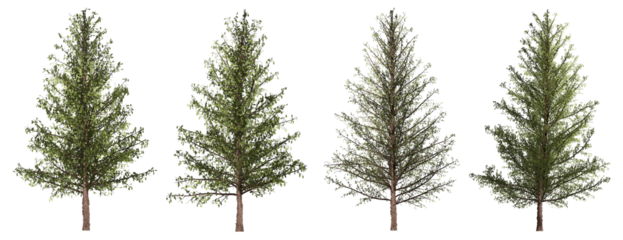 Set of 4 pine trees separated from the background with high quality graphic effects, suitable as graphic design materials, landscape decoration, and printing products