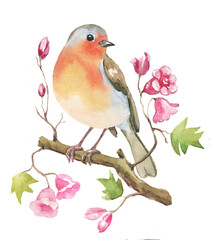 Little watercolor robin bird sitting on twig with pink flowers and leaves