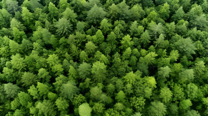 Aerial top view forest tree, Rainforest ecosystem and healthy environment concept and background, Texture of green tree forest view from above. generative ai.
