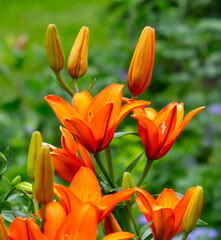 Red lily flower in nature