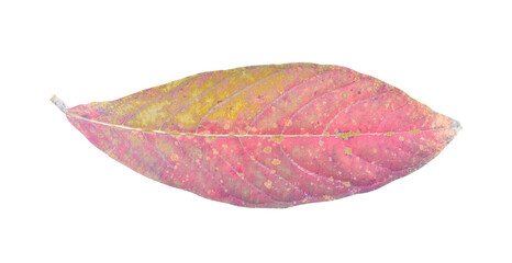 Natural dry leaf isolated on transparent background. PNG File