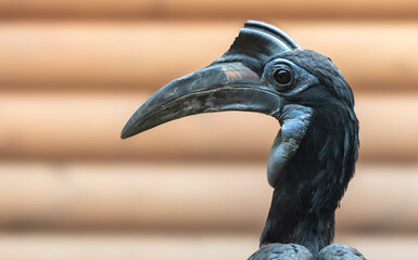 Raven with a large beak. Portrait