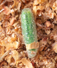 Green maggots in sawdust. Macro