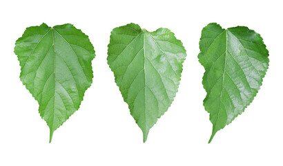 Set of mulberry leaf isolated on transparent background. PNG File