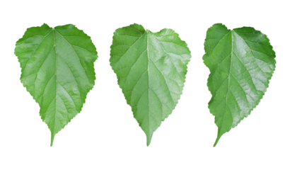 Set of mulberry leaf isolated on transparent background. PNG File