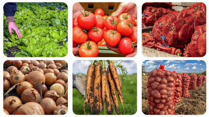 Vegetable Crop Production - Photo Collage.