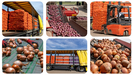 Onion Processing in Packing House Facility Prior Distribution To Market - Photo Collage. Loading...