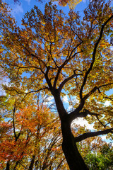 12月のよく晴れた日、六甲山の登山道の紅葉。