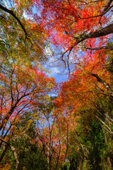 12月のよく晴れた日、六甲山の登山道の紅葉。