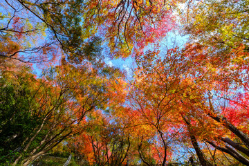 12月のよく晴れた日、六甲山の登山道の紅葉。