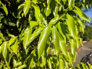Fototapeta premium young gaharu leaves in the morning