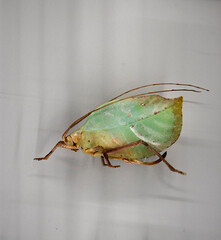 Insects