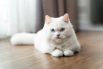 The adorable white Persian cat is in the living room at home. Pet Animal Concept.