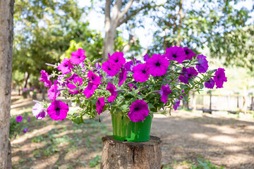 Fototapeta na wymiar Purple petunias in the pot in the garden, Garden flowers concept