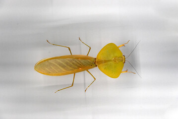 Insects