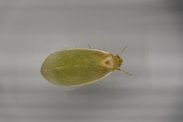 Insects