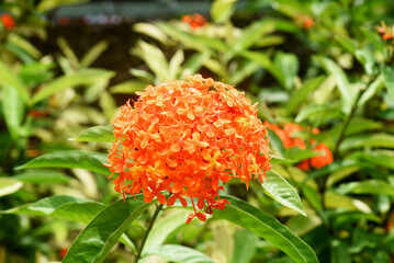 Close up Asoka flower in orange color, close up details 