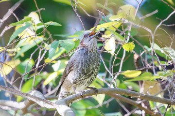 木の実を食べる可愛いヒヨドリ（ヒヨドリ科）。

神奈川県横浜市鶴見区、三ツ池公園にて。
2023年11月18日撮影。

Lovely Brown-eared Bulbul (family Chickadees) eat nuts.

At Mtsuike Park, Tsurumi-ku, Yokohama, Kanagawa, Japan.
Photo by November 18, 2023.