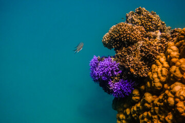 little fish near colorful corals in blue water