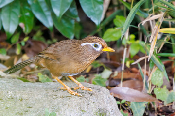 水浴びする可愛いガビチョウ（チメドリ科）。

日本国神奈川県横浜市鶴見区、三ツ池公園にて。
2023年11月18日撮影。

Lovely Hwamei (family comprising the plovers) bathing in the water.

At Mitsuike park, Tsurumi-ku, Kanagawa, Japan,
photo by November 18, 