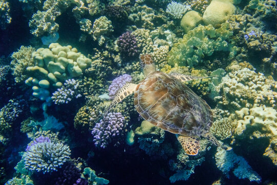 little green sea turtle swims very slow over amazing different corals in the red sea