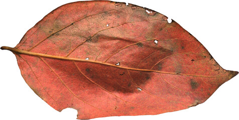 虫に食べられて穴の開いた紅葉して赤くなった落ち葉の裏側 - obrazy, fototapety, plakaty
