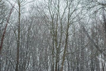 snowfall on the background of trees without leaves