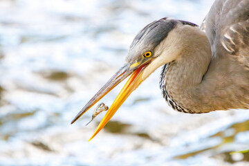 魚を捕らえた美しいアオサギ（サギ科）。

日本国神奈川県横浜市鶴見区、三ツ池公園にて。
2023年11月18日撮影。

Beautiful Grey Heron (Egret family) catching a fish..

At Mitsuike park, Tsurumi-ku, Kanagawa, Japan,
photo by November 18, 2023.
