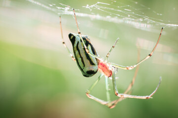 macro shot of a spider