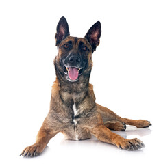 malinois in studio