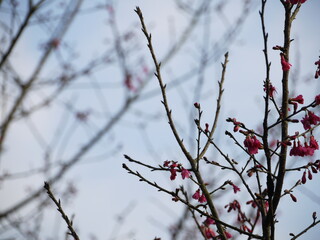 Cherry blossom.