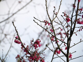 Cherry blossom.