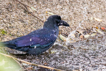 水浴びする美しいハシブトガラス（カラス科）。

日本国神奈川県横浜市鶴見区、三ツ池公園にて。
2023年11月18日撮影。

A beautiful Jungle Crow (Crow family) bathing in the water.

At Mitsuike park, Tsurumi-ku, Kanagawa, Japan,
photo by November 18, 2023.
