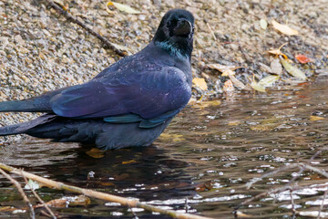 水浴びする美しいハシブトガラス（カラス科）。

日本国神奈川県横浜市鶴見区、三ツ池公園にて。
2023年11月18日撮影。

A beautiful Jungle Crow (Crow family) bathing in the water.

At Mitsuike park, Tsurumi-ku, Kanagawa, Japan,
photo by November 18, 2023.
