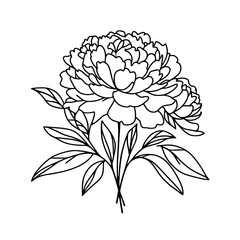 Peony flower and leaves line drawing. Vector hand Simple botanical peonies.