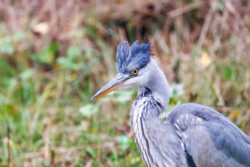 羽づくろいする美しいアオサギ（サギ科）。

日本国神奈川県横浜市鶴見区、三ツ池公園にて。
2023年11月18日撮影。

Beautiful Grey Heron (Egret family) grooming its fur.

At Mitsuike park, Tsurumi-ku, Kanagawa, Japan,
photo by November 18, 2023.

