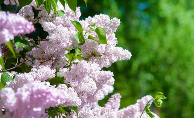 Pink lilac blooms in the Botanical garden

