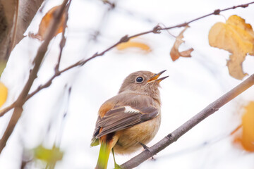 さえずる可愛いジョウビタキ（ヒタキ科）。

日本国神奈川県横浜市鶴見区、三ツ池公園にて。
2023年11月18日撮影。

A Lovely Daurian Redstart (family Eupatoridae) chirping.

At Mitsuike park, Tsurumi-ku, Kanagawa, Japan,
photo by November 18, 2023.
