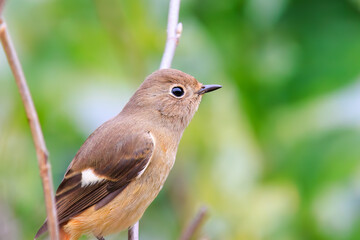 さえずる可愛いジョウビタキ（ヒタキ科）。

日本国神奈川県横浜市鶴見区、三ツ池公園にて。
2023年11月18日撮影。

A Lovely Daurian Redstart (family Eupatoridae) chirping.

At Mitsuike park, Tsurumi-ku, Kanagawa, Japan,
photo by November 18, 2023.
