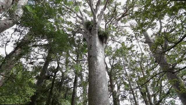 Kauri Trees of Puketi Forest, Forest Canopy with Ancient Allure, Straight Trunks, and Lush Green Foliage located in Northland, New Zealand