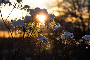 Dry vegetation in a field covered with snow in winter against the backdrop of sunset