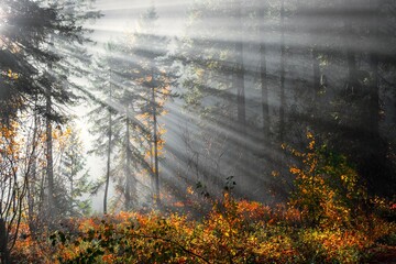 Sun beams in autumn forest. Colorful fall forest near Seattle. Controlled burn. Washington. USA