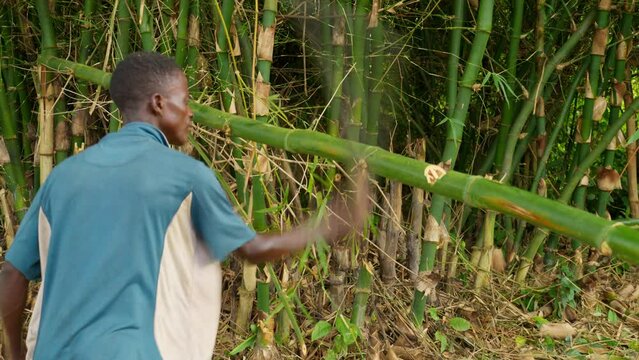 black African male farmer cutting a bamboo stick trunk inside the rain forest in africa using a big knife called machete 