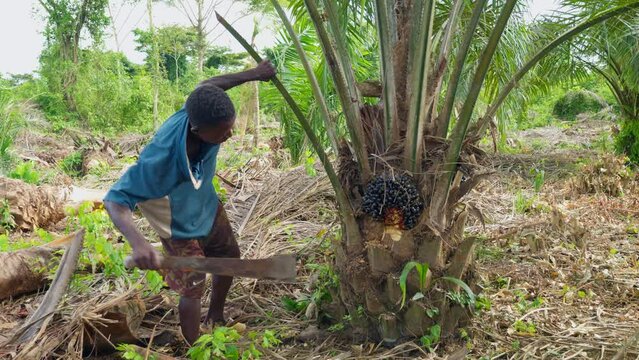 slow motion of black male farmer cutting a palm tree leaf in the forest farm land field using. a big knife machete 