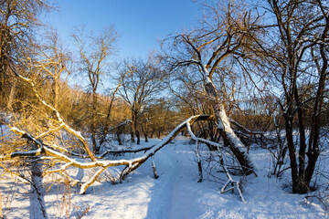 Fallen tree branch blocking the path, winter landscape