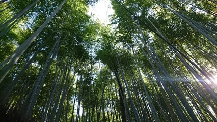 Rolgordijnen 竹林の小道 / The bamboo forest path © りな すずき