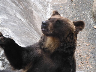 A bear