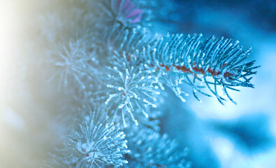 Winter frost on spruce tree
